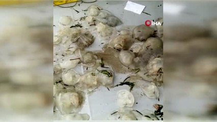 Antalya körfezine ulaşan denizanaları açlıktan ölüyor