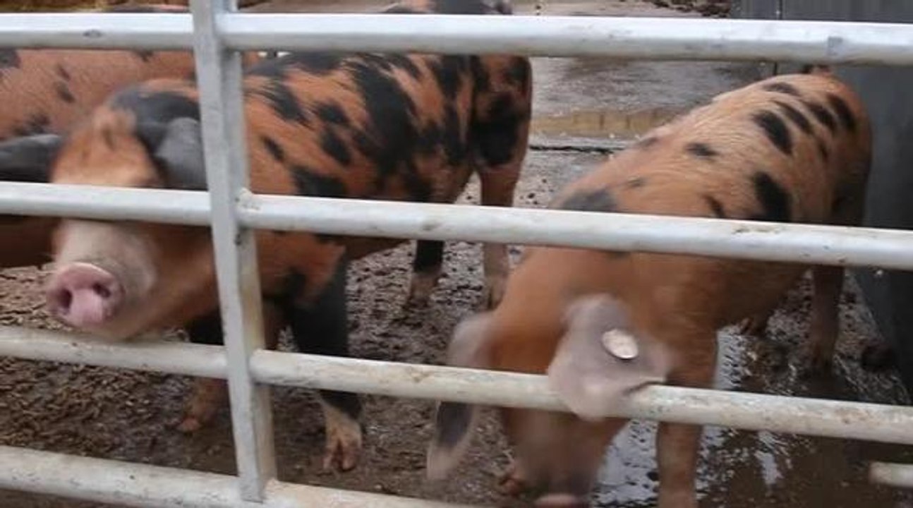 Sledmere Estate Farm Park
