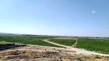 "Vahşi sulama" toprağa ve ürüne zarar veriyor