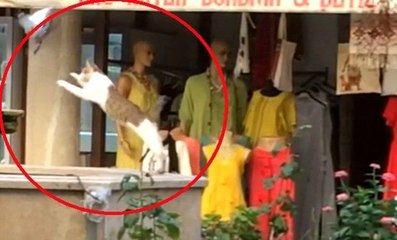Kuşu yakalamaya çalışırken suya düşen kedi kameraya yansıdı