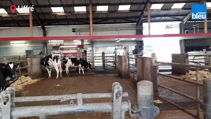 Comment recycler les bouses de vache ?