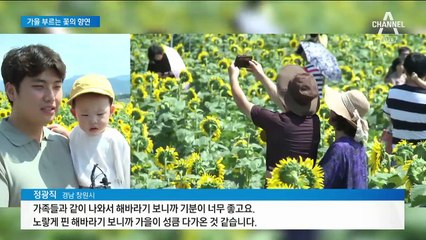 해바라기·코스모스 ‘꽃의 향연’…성큼 다가온 가을 만끽
