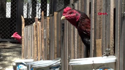 Mersin dövüştürülen horozlar koruma altında