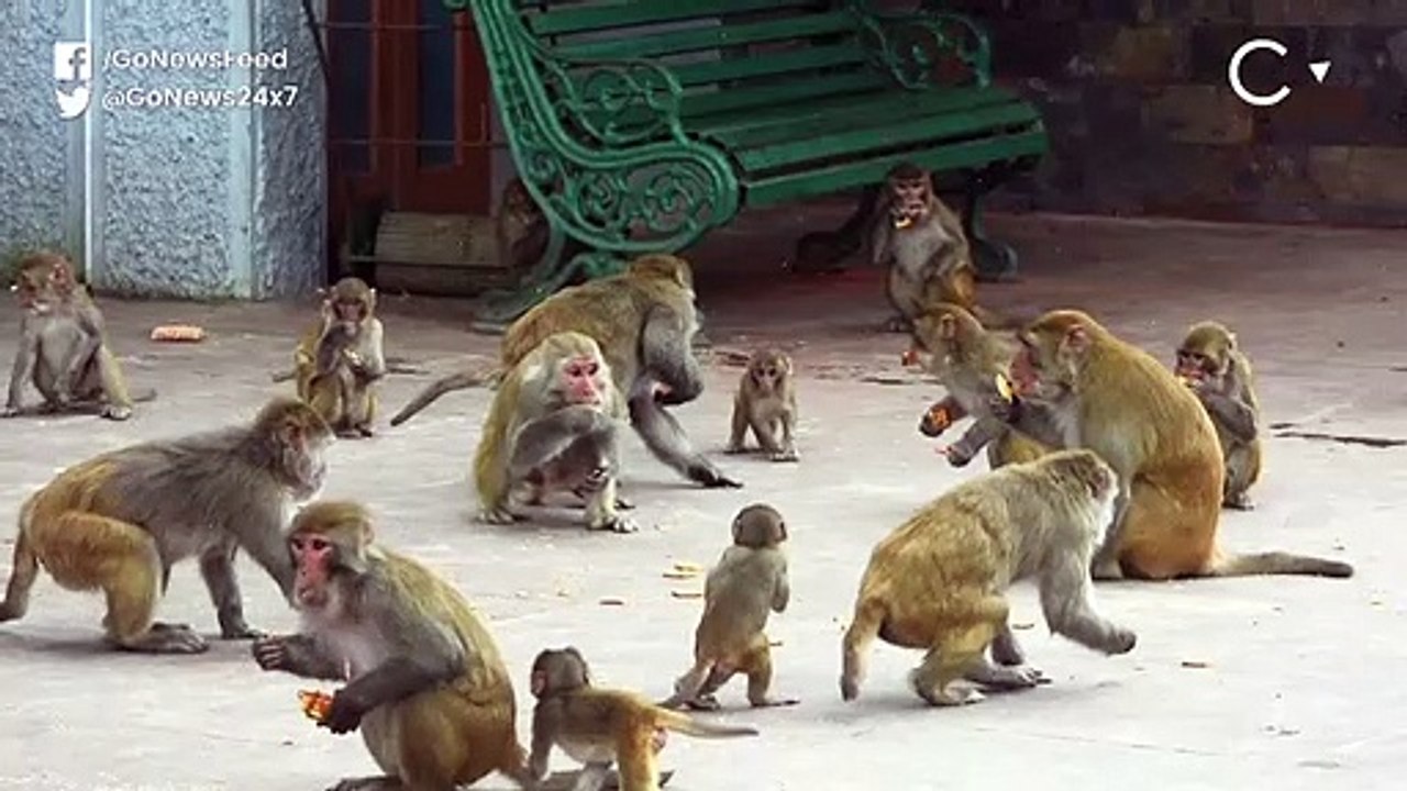 Himachal Farmers Poisoning Monkeys