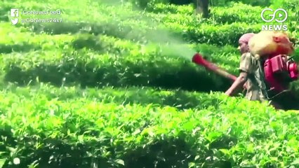 Tea Sector In Dire Straits