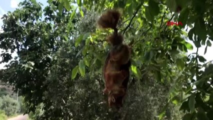 Bursa sincapları öldürüp, ağaca astılar