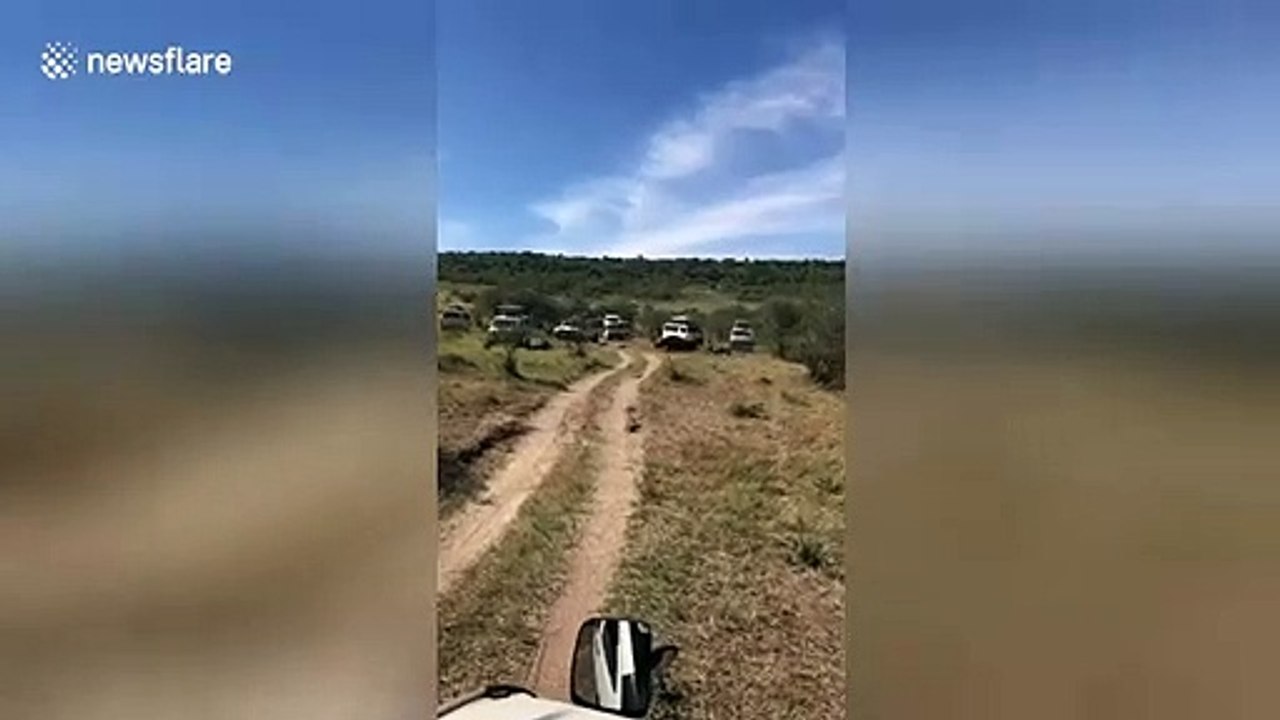 Rhinos charge at safari cars crowding around them in Kenya