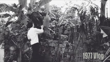 Phim Ngắn Cậu Vàng Trong Vai Chó Shiba Và Lão Hạc Bản Hài Hước Mới Nhất Spoil