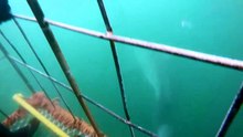 Great White shark diving - South Africa