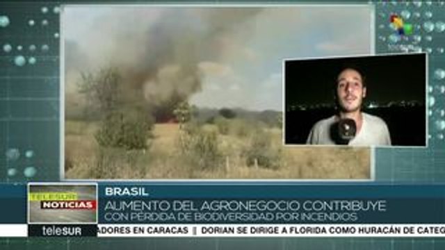 Preocupa a brasileños daños a la biodiversidad amazónica por incendios
