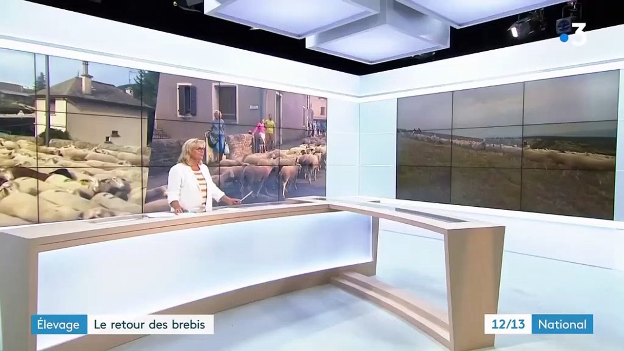 Élevage : après l'estive, le retour des brebis