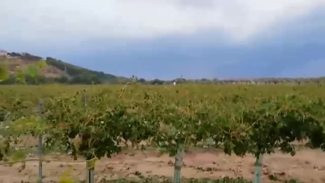 Cultivos arrasados por la tormenta en Arganda