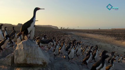 هجرة خمسة ملايين طائر من أجل العيش