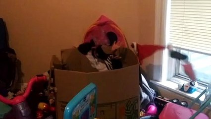 Bam Gets Inside The Toy Box | Bam Adventures