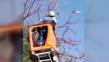 Diyarbakır’da ağaca takılan kumruyu Dicle Elektrik ekipleri kurtardı