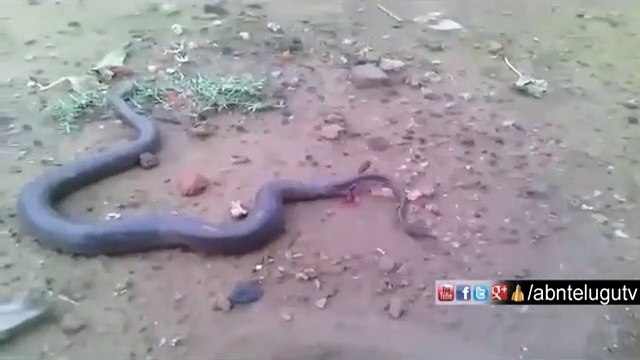 Un serpent met au monde plein de bébés serpents
