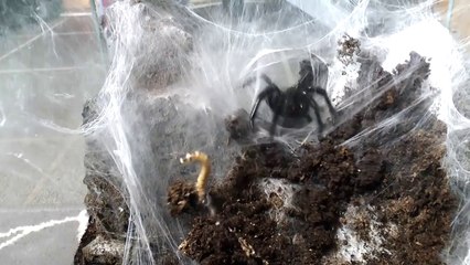 Il nourrit sa grosse tarentule et c'est impressionnant