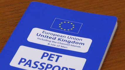 브렉시트에 英 반려동물도 '발목'...EU 동물여권 취소 위기 / YTN