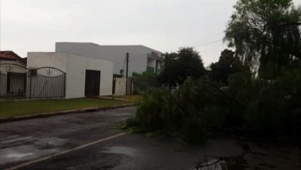 Queda de árvore interdita parte de via no Coqueiral