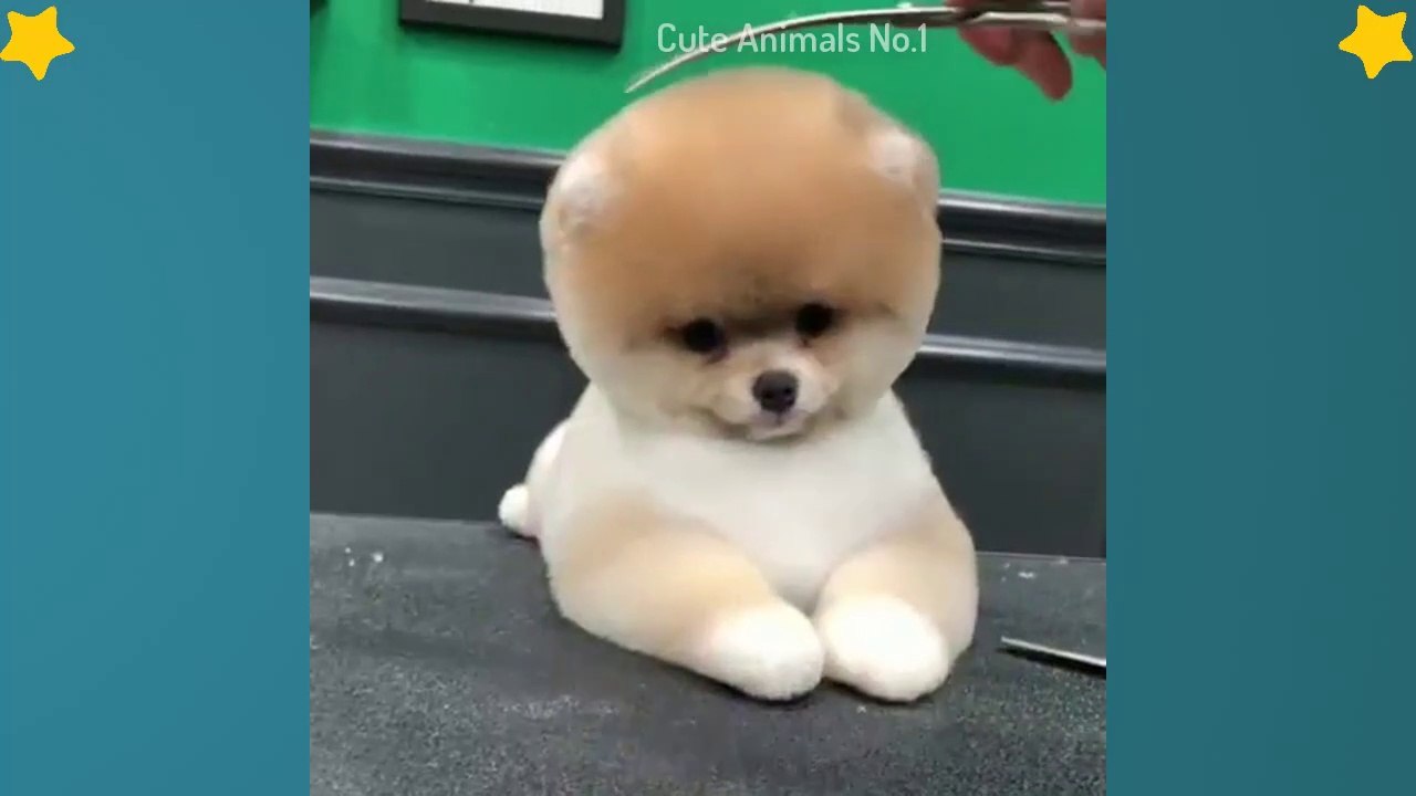 Funny Pomeranian | Cute Pomeranian| Mini Pomeranian Compilation