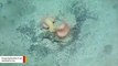 Underwater Venus Flytrap Anemone Captured On Camera