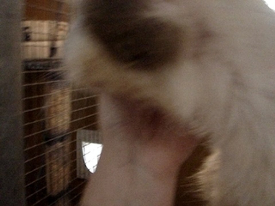 Video phoenix 079