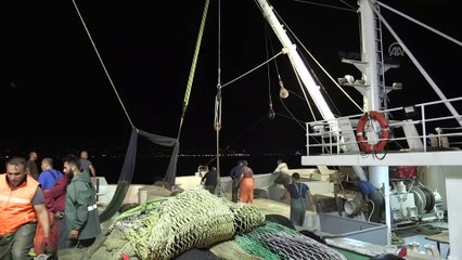 Karadeniz'de 'istavrit' bereketi - SAMSUN