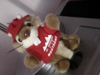 Là màrmOtte des brOnzés fOnt dù ski