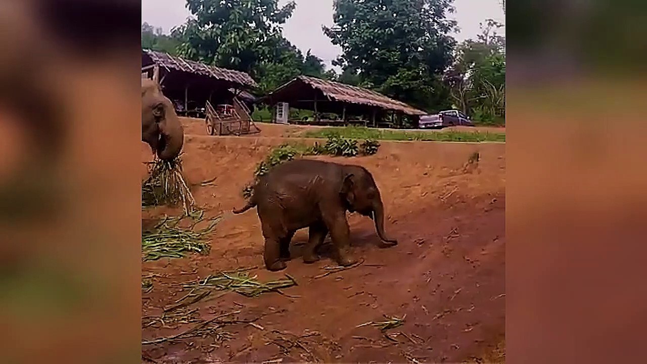 யானைக் குழந்தையின் சேட்டைகள் பார்த்து வயிறு வலிக்க சிரியுங்கள் |தமிழ் Tech