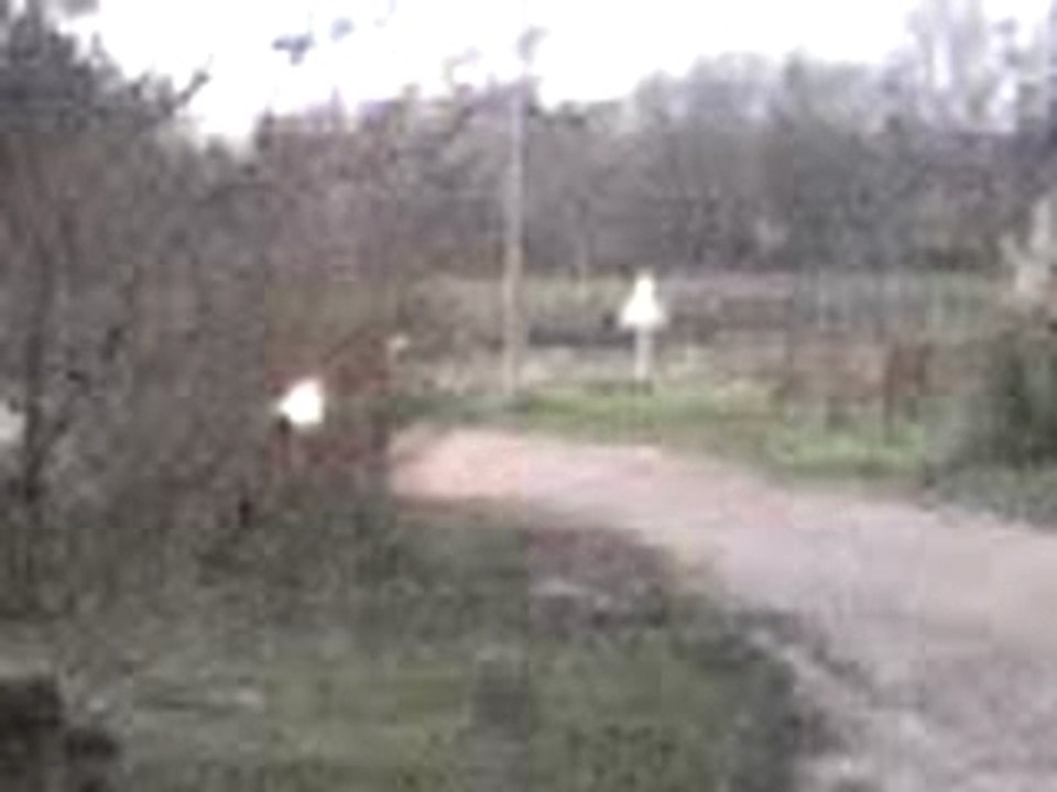 Benji deux roues cotés quad