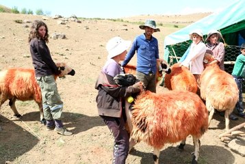 "Koç katımı" geleneği Tunceli yaylalarında yaşatılıyor