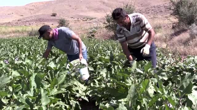 Dededen toruna 6 asırlık lezzet: Ayhan patlıcanı