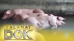 The program delves into the reported high pig mortality in the Rizal province | Salamat Dok