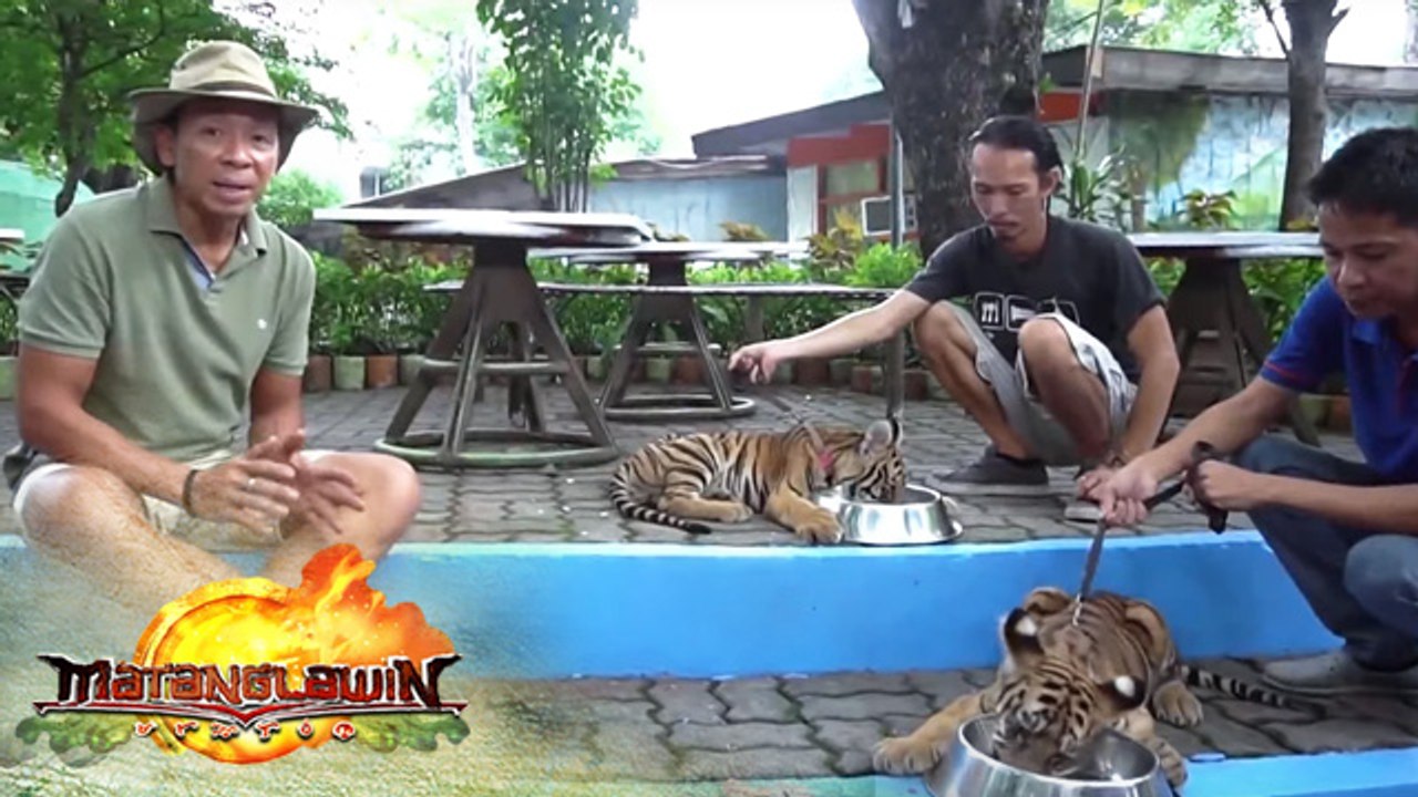 Kim Atienza visits two three-month old tiger cubs at the Manila Zoo | Matanglawin