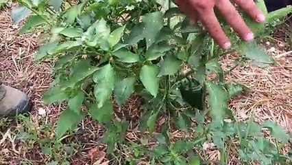 7.000 kilos de chile en plena tierra de pinares