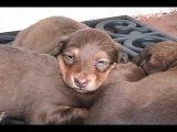 Chiots teckel - Musique Puppy Love