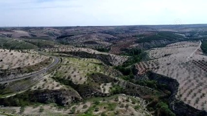 Yeni mahsul, Antep fıstığı piyasasını rahatlattı - GAZİANTEP