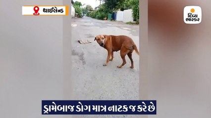લંગડા હોવાની એક્ટિંગ કરીને આ શ્વાન લોકોનું ધ્યાન ખેંચે