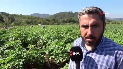 Yöneticiliği Bırakıp Çiftçi Oldu, 'Huzuru Tarımda Duldum' dedi