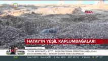 Yeşil kaplumbağalar Hatay Samandağ'da denizle buluştu