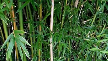 Japanese Carpenter Bees