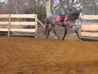 Ingenioso mon bel étalon