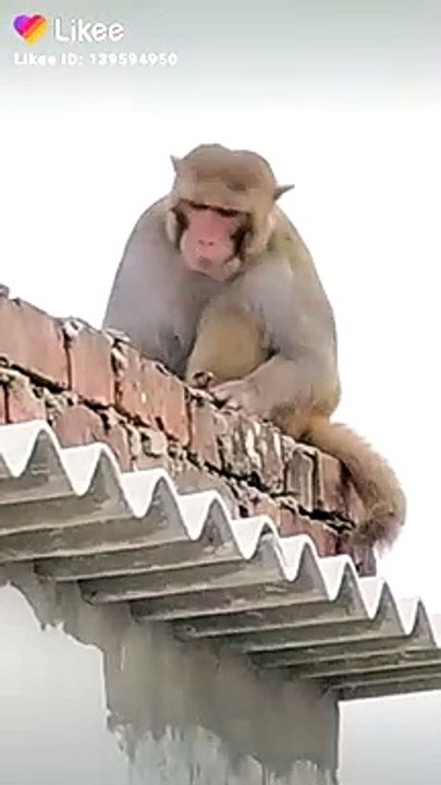 Monkey is the best animals