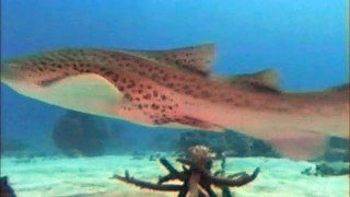 Sharks: The Truth [Early 2000's Shark Documentary]