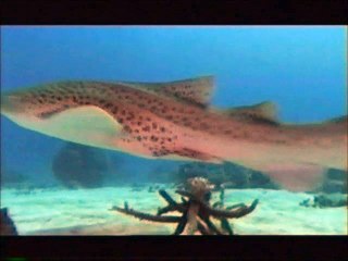 Sharks: The Truth [Early 2000's Shark Documentary]