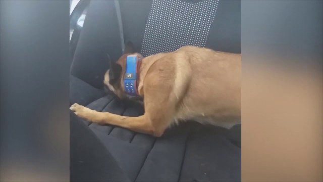 RTV Ora - Greqi, qeni zbulon drogë në makinën e shqiptarit, në Tiranë kapet kokainë