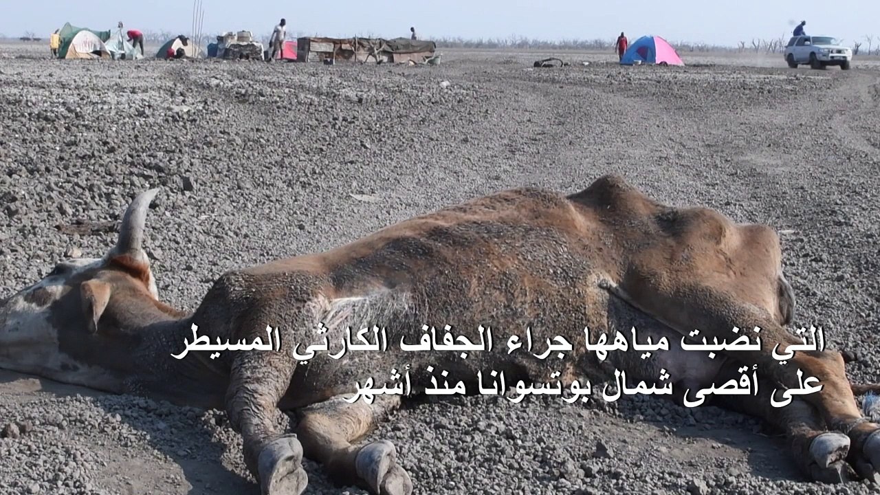 حيوانات فرس نهر ورؤوس ماشية تعلق في وحول بحيرة بسبب الجفاف في بوتسوانا