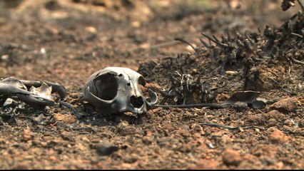 Germany, Norway halt aid funding over Brazil's Amazon policies