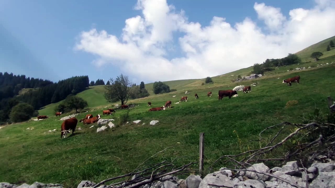 Les vaches près de la tournette