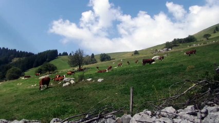 Les vaches près de la tournette